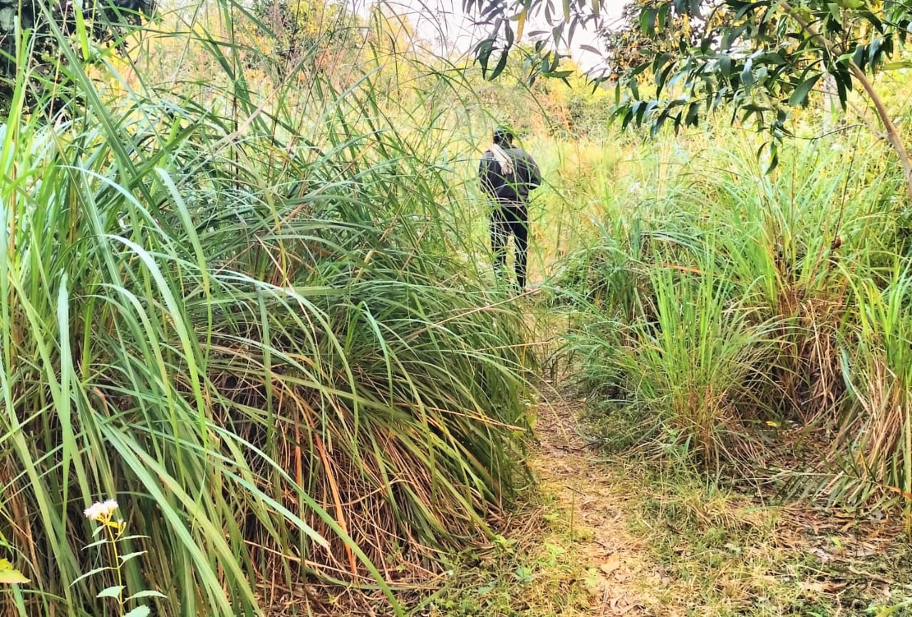 Horticulture development in Balichua