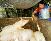 Agricultural activities